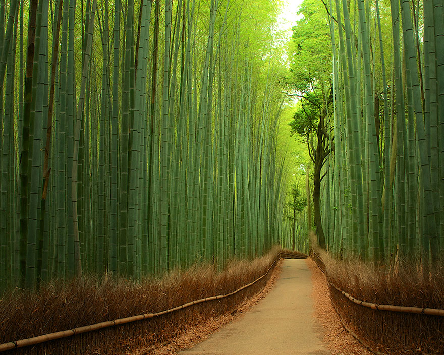 Las bambusowy (Chiny)