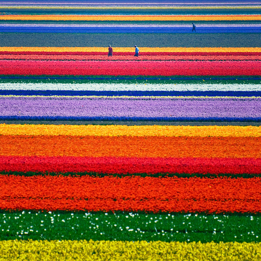 Pola tulipanów (Holandia)