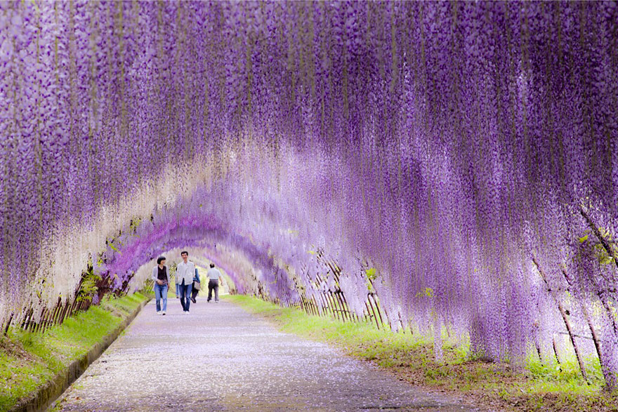 Wisteria Flower Tunnel (Japonia)