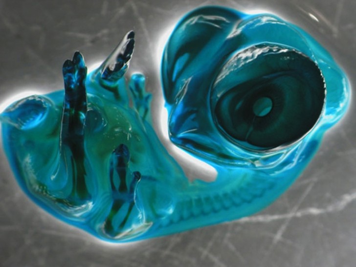 Embrion kurczaka / Zdjęcie: Tomas Pais de Azevedo