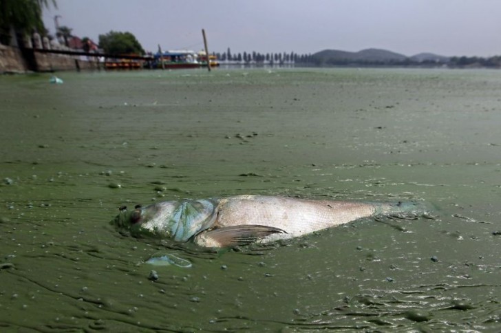 Martwa ryba otoczona glonami. Jezioro Wschodnie, Wuhan.