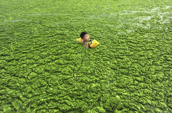 Chłopiec płynie przez wypełnioną glonami wodę. Quingdao, Shandong.