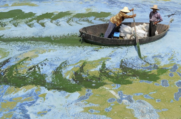Rybak płynie przez, zanieczyszczone glonami, jezioro Chaohu. Hefei, prowincja Anhui. 