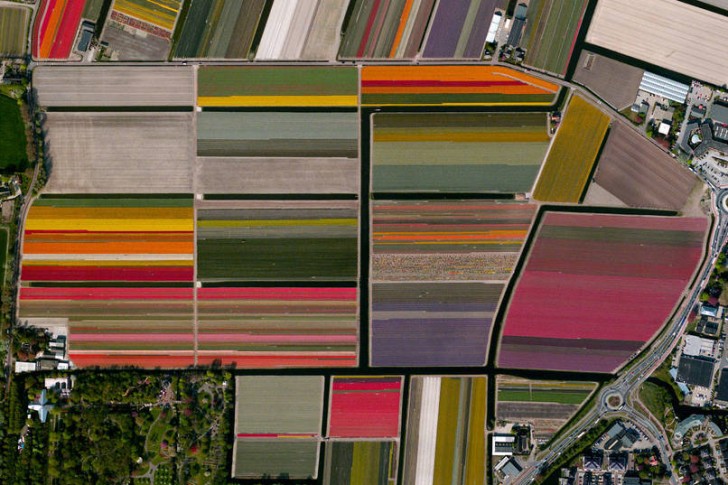 Pola tulipanów, Lisse, Holandia