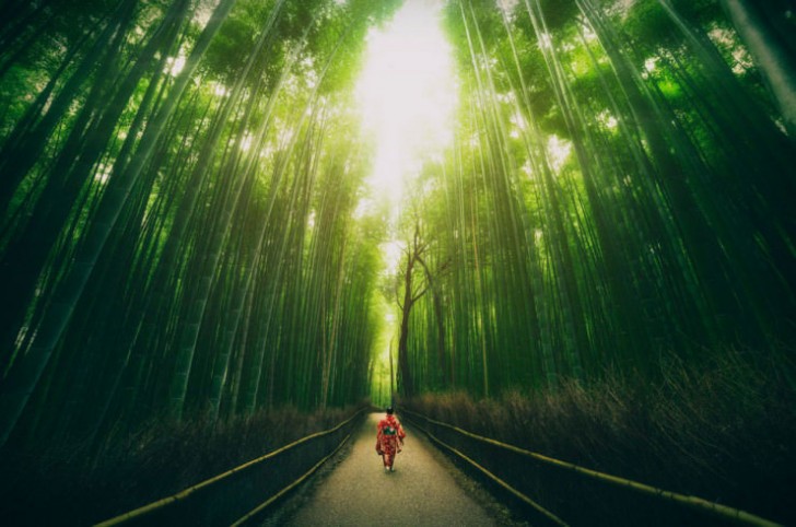 Bambusowy las, Kyoto, Japonia