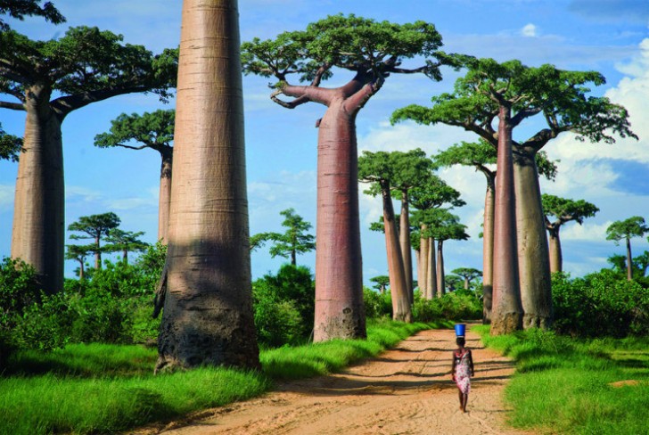 Aleja baobabów, Madagaskar