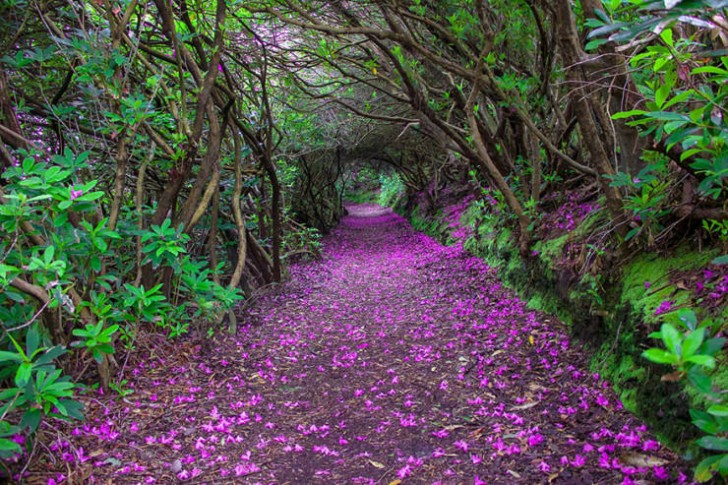Tunel z rododendronów, Renagross, Kenmare