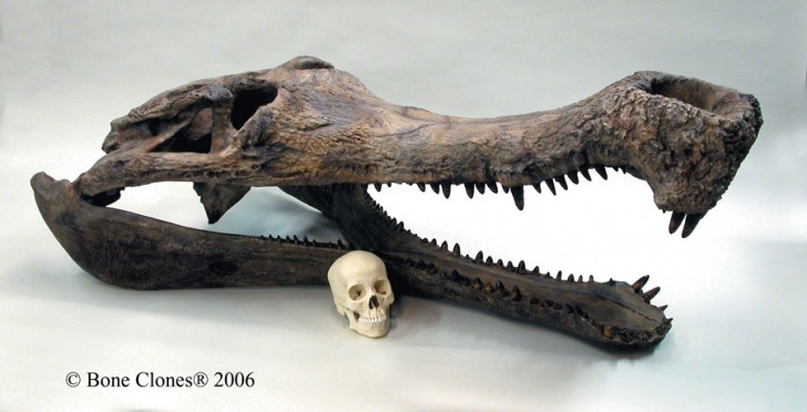 sarcosuchus-cherep