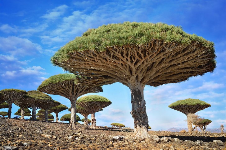 Dracaena cinnabari - drzewa na wyspie Sokotra, Jemen