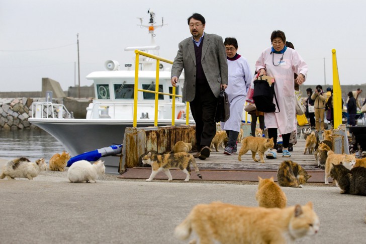 Koty otaczające ludzi schodzących z pokładu promu w porcie Aoshima
