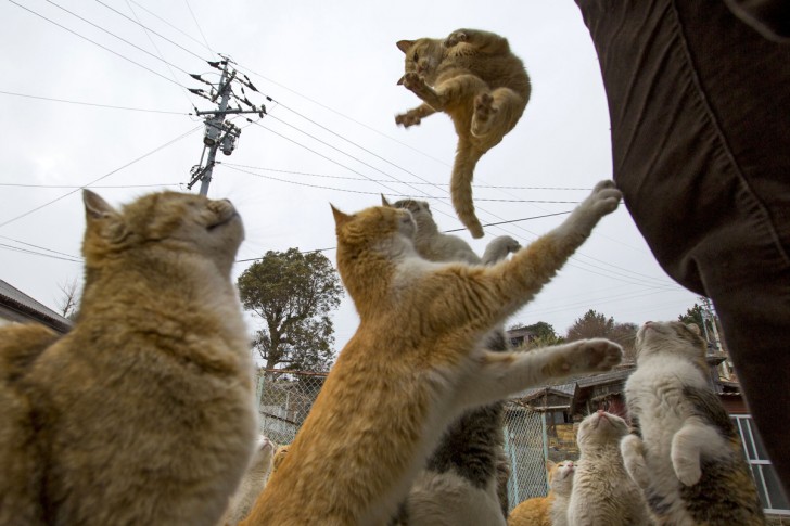 Kot skaczący po jedzenie oferowane przez turystów