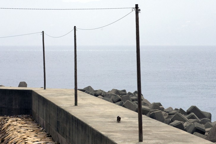 Samotny kot spacerujący wzdłuż portowego wybrzeża