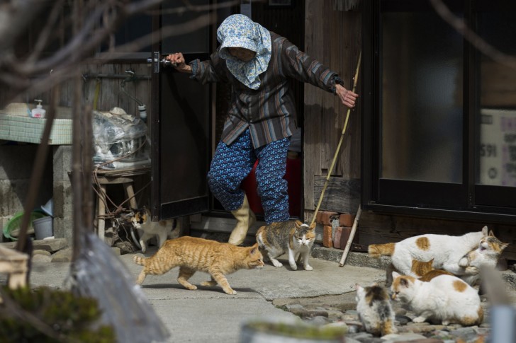 Mieszkanka wyspy przeganiająca stada kotów sprzed domu