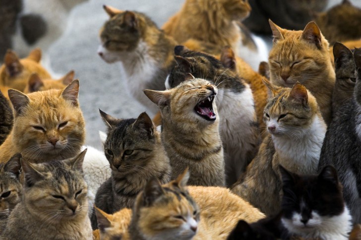 Koci tłum w porcie na wyspie Aoshima (prefektura Ehime) w południowej Japonii