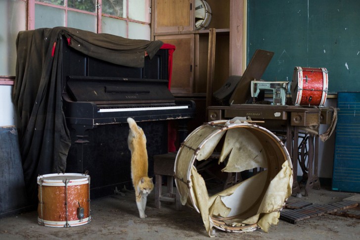 Kot zeskakujący z pianina w opuszczonej szkole