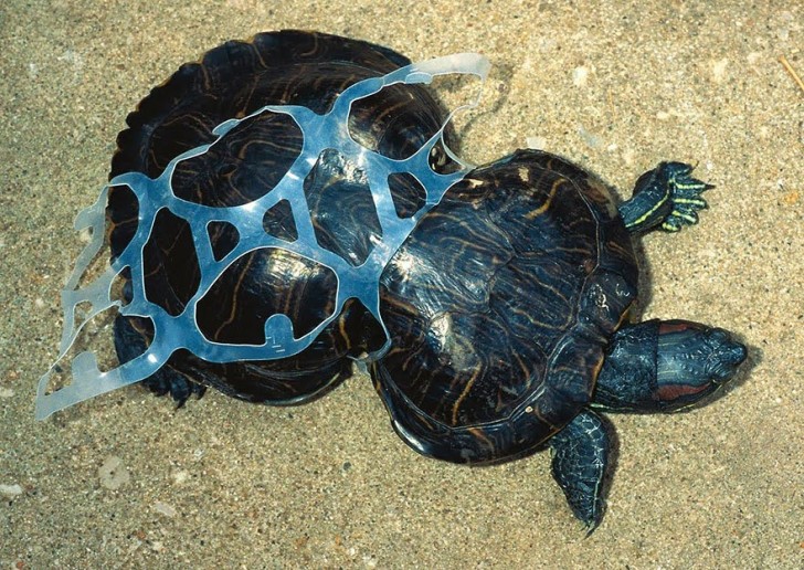 You Will Want To Recycle Everything After Seeing These Photos! - A Tortoise Trapped In Plastic