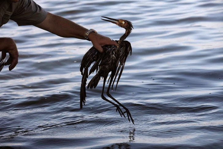 You Will Want To Recycle Everything After Seeing These Photos! - Bird In Oil Spill (1)