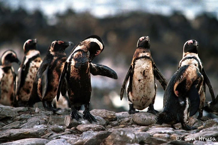 You Will Want To Recycle Everything After Seeing These Photos! - Oiled Penguins