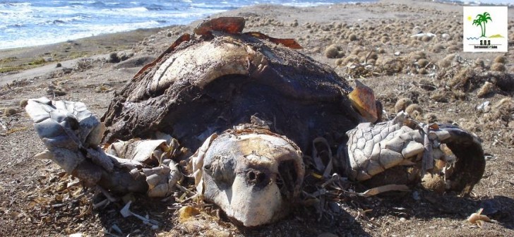You Will Want To Recycle Everything After Seeing These Photos! - Turtle Population Killed By Chemicals In Environment (Tunisia)