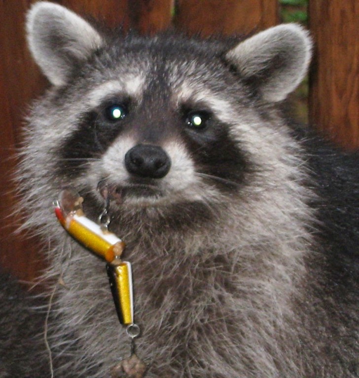 You Will Want To Recycle Everything After Seeing These Photos! - Young Raccoon With Fishing Lure In His Lip