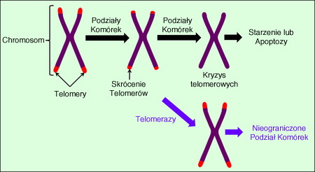telomere-pl