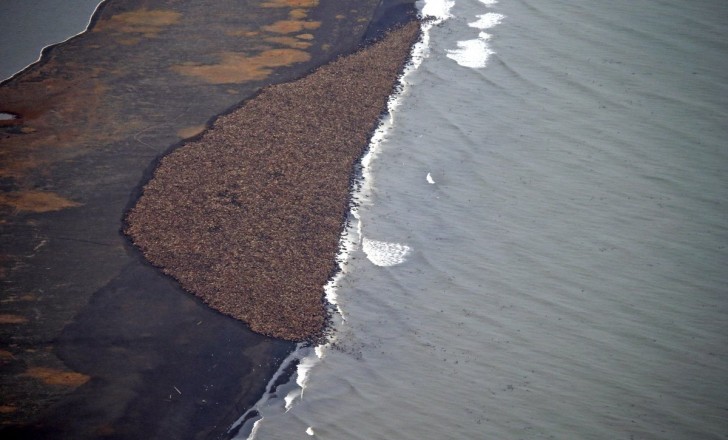 about-35000-walruses-suddenly-and-surprisingly-gathered-together-in-one-place-on-the-alaskan-coast-in-october