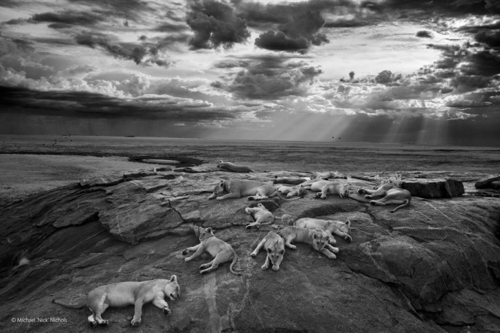 michael-nick-nichols-won-the-grand-prize-at-londons-natural-history-museums-2014-wildlife-photographer-of-the-year-competition-with-this-black-and-white-photo-of-snoozing-lions-in-tanzanias-