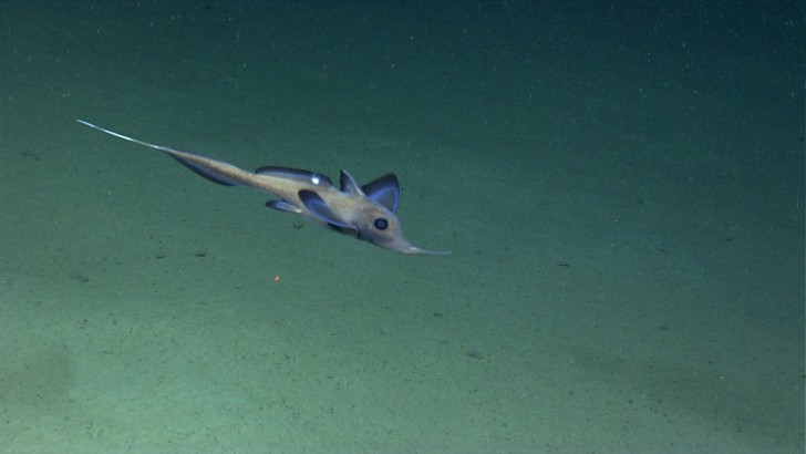 noaa-spent-the-fall-exploring-the-deep-sea-ecosystems-off-the-us-atlantic-coast-with-its-ship-okeanos-explorer--here-it-captures-a-chimaera-sometimes-referred-to-as-a-ghost-shark