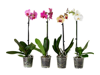 phalaenopsis-potted-plant__0187960_PE340924_S4