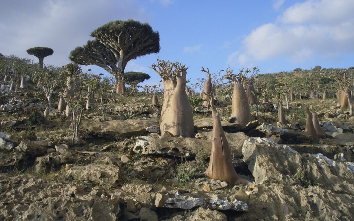 the-tiny-yemeni-archipelago-of-socotra-has-very-unique-plant-life-a-third-of-which-can-be-found-nowhere-else-in-the-world
