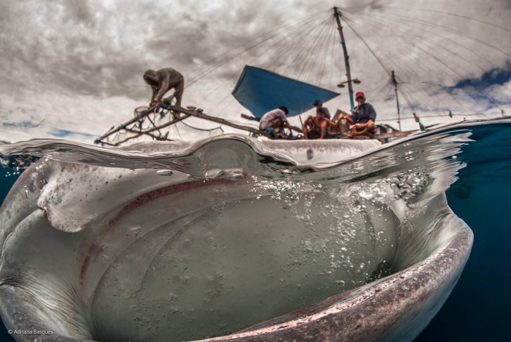 this-photo-of-a-whale-shark-from-indonesia-titled-big-mouth-by-adriana-basques-was-one-of-the-top-photos-from-the-bbc-photographer-of-the-year-competition