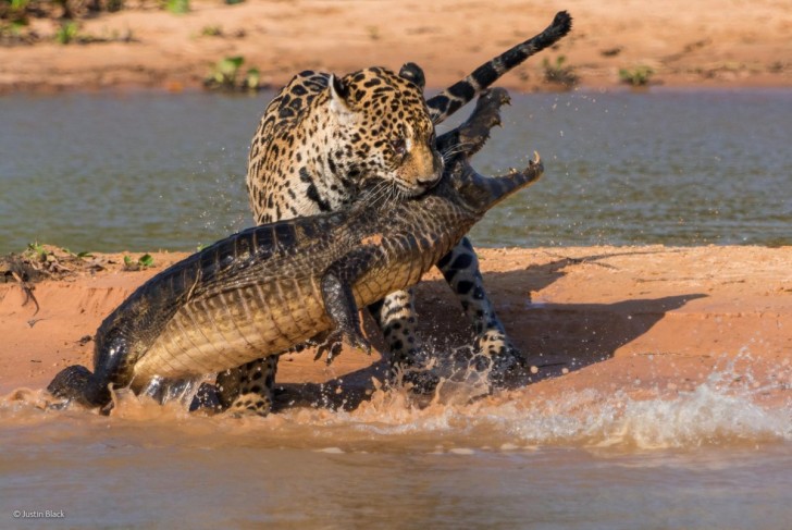 this-photo-titled-apex-predators-by-justin-black-was-one-of-the-top-photos-from-the-bbc-photographer-of-the-year-competition-black-shot-this-in-the-wetlands-of-the-brazilian-pantanal