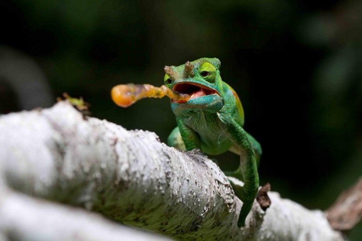 this-shot-of-a-colored-parsons-chameleon-at-andasibe-mantadia-national-park-in-madagascar-was-a-finalist-in-the-nature-conservancys-photo-contest