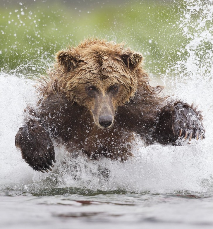 tin-man-lee-won-the-smithsonians-natures-best-photography-competition-with-this-shot-from-alaskas-katmai-national-park-of-a-grizzly-bear-pouncing-through-icy-waters