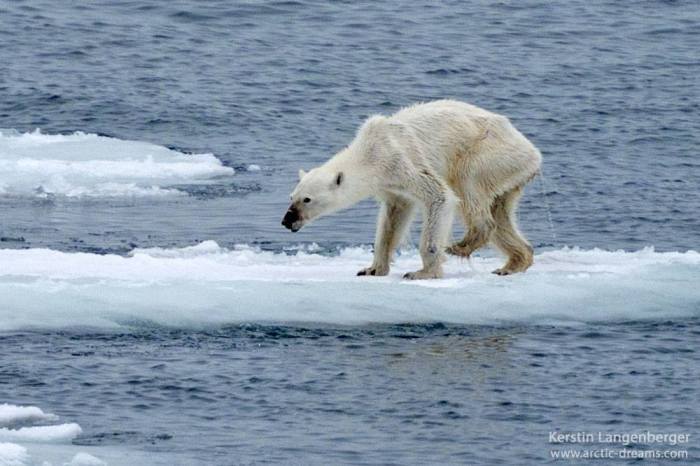 photo-of-starving-polar-bear-brings-the-future-of-the-arctic-into-question-17841