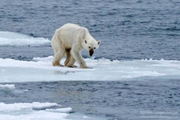 photo-of-starving-polar-bear-brings-the-future-of-the-arctic-into-question-34226-600x399