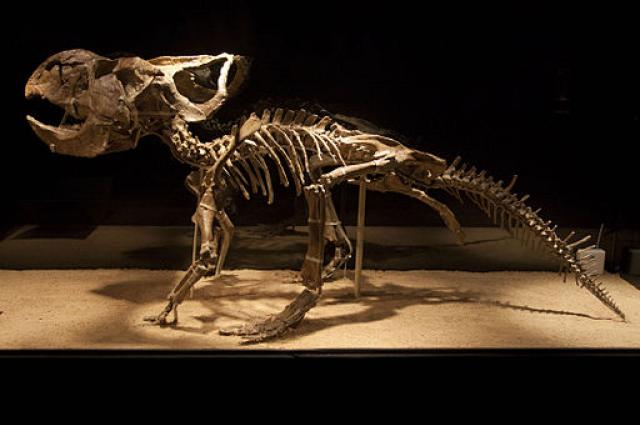 512px-Protoceratops_mount_0