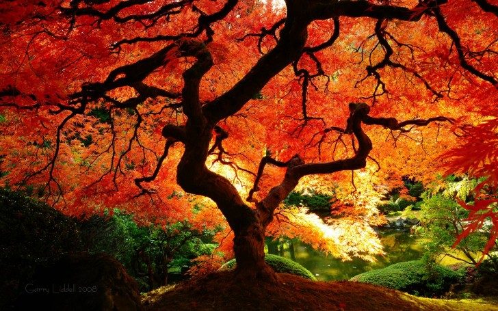 Fall-Tree-HD-Wallpaper