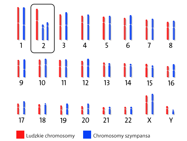 chromosomy-czlowieka-vs-szympansa