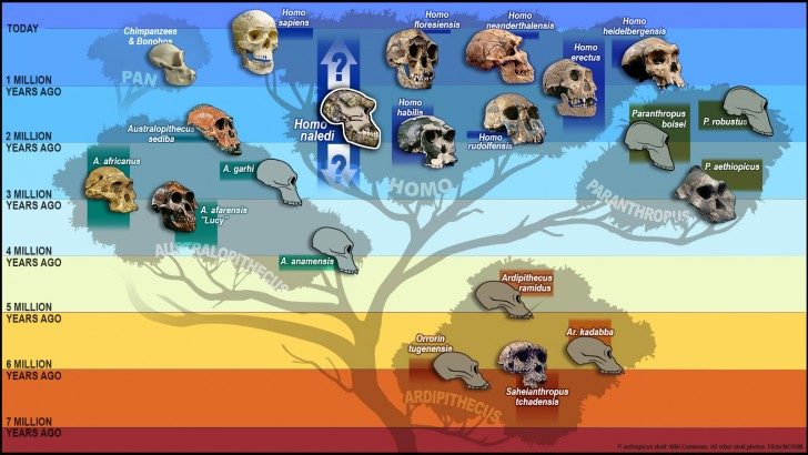 hominid tree skulls