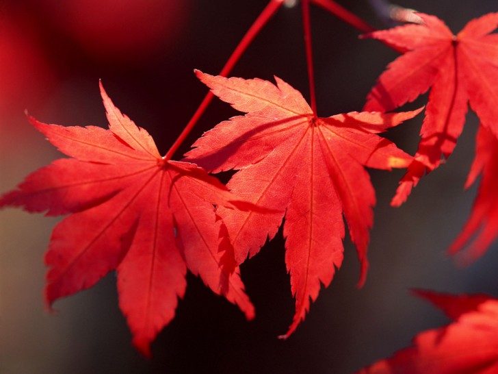 red-leaves-321-8