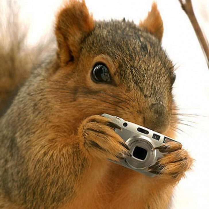 squirrel-spy