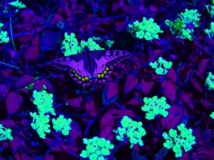 ultraviolet butterfly
