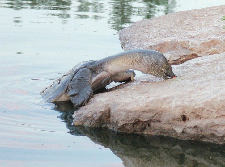 800px-African-Softshell-Turtle-Eating---Alexander-river---Israel