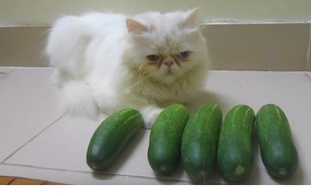 Cats_v_cucumbers_3505547b