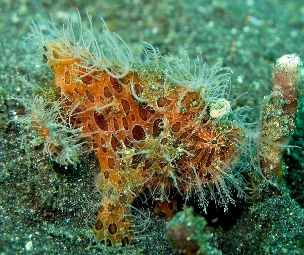 juvenile-hairy-frogfish-610x511