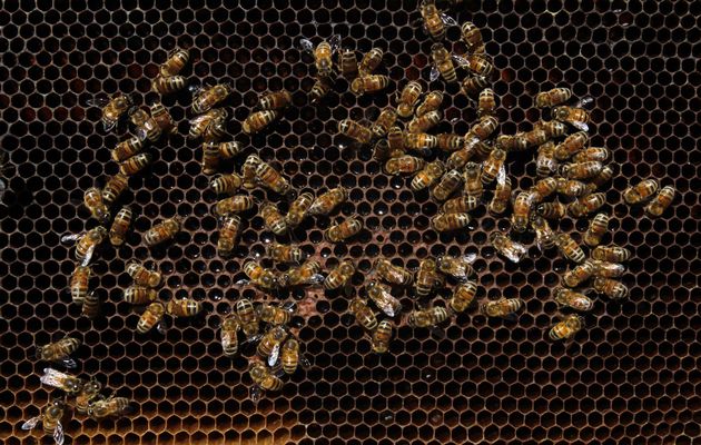 pszczoly-owady-1-ciekawe