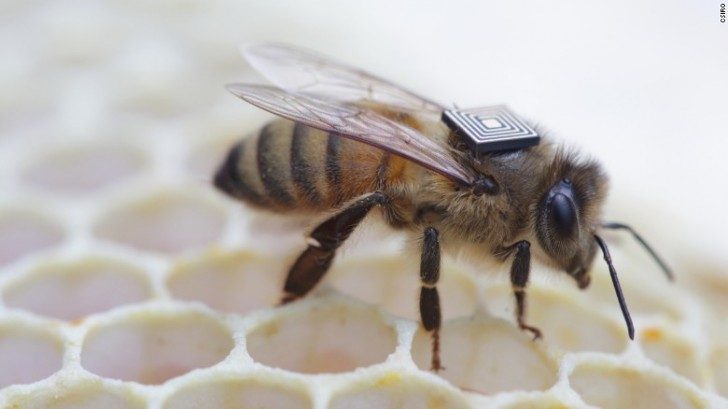 pszczoly-owady-ciekawe