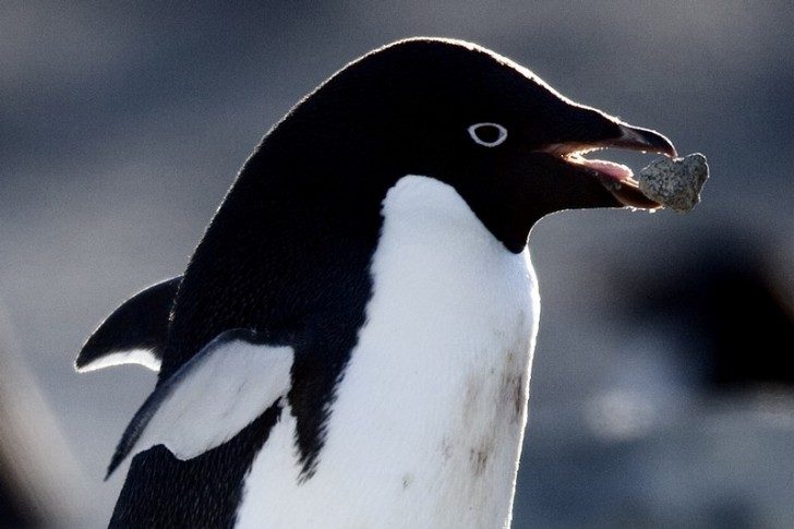 pingwiny-2-ciekawe
