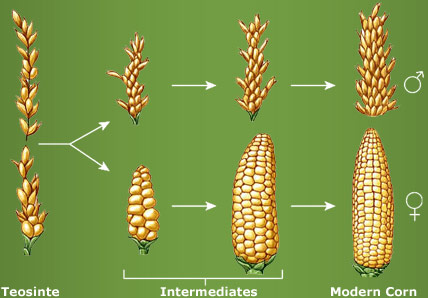 kukurydza-modyfikacjami